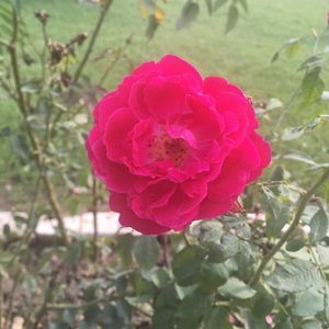 Meet your Posher, Simme